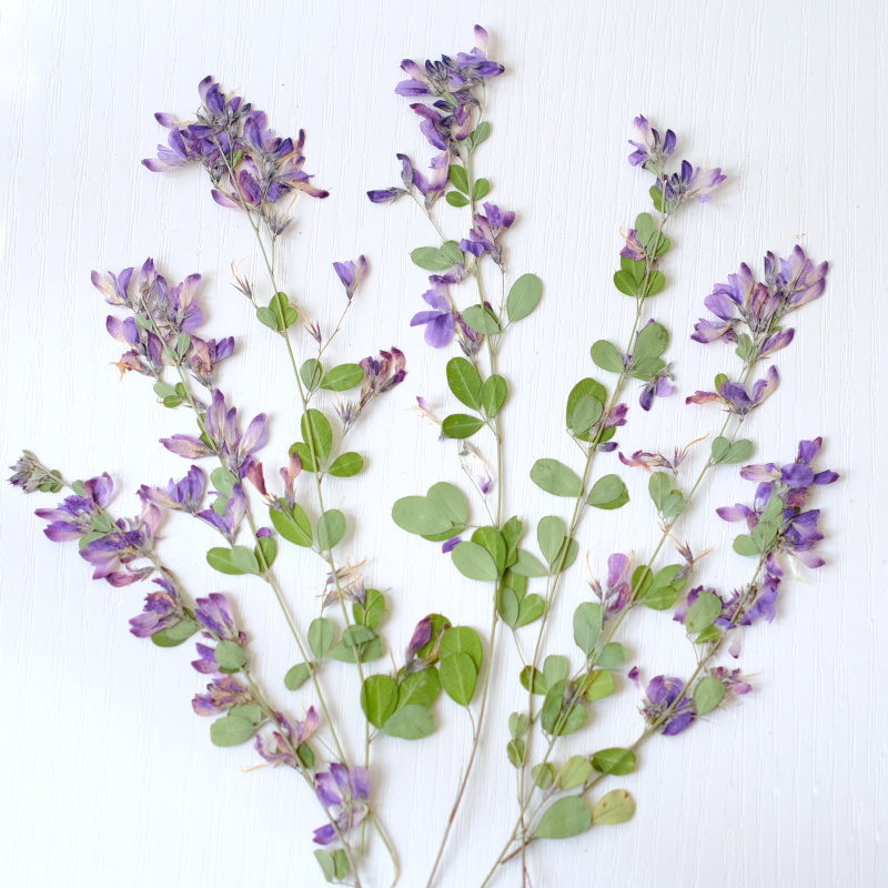 Dried Flower Bookmark - 6 pièces, fleurs séchées pressées naturelles