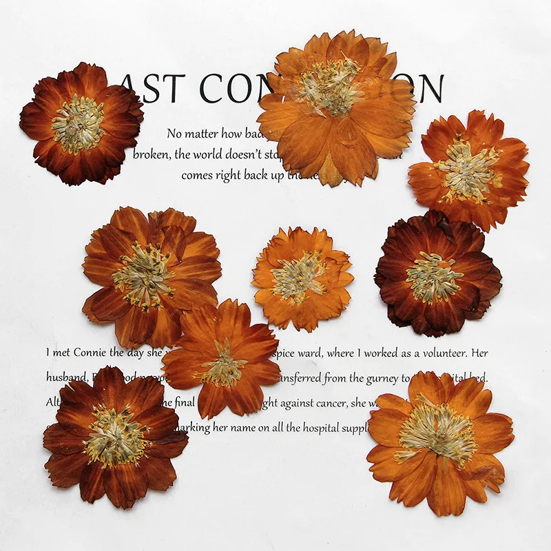 Dried Flower Bookmark - 12 pièces/3-5 cm, chrysanthème Thiohua pressé