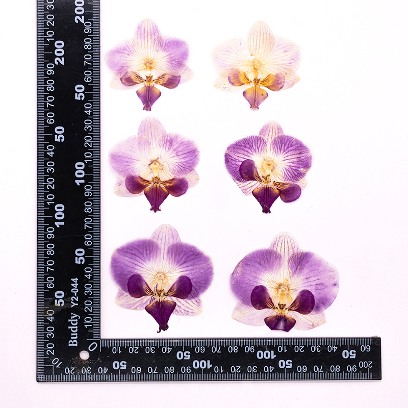 Dried Flower Bookmark - 4 têtes de fleurs d'orchidées Phalaenopsis