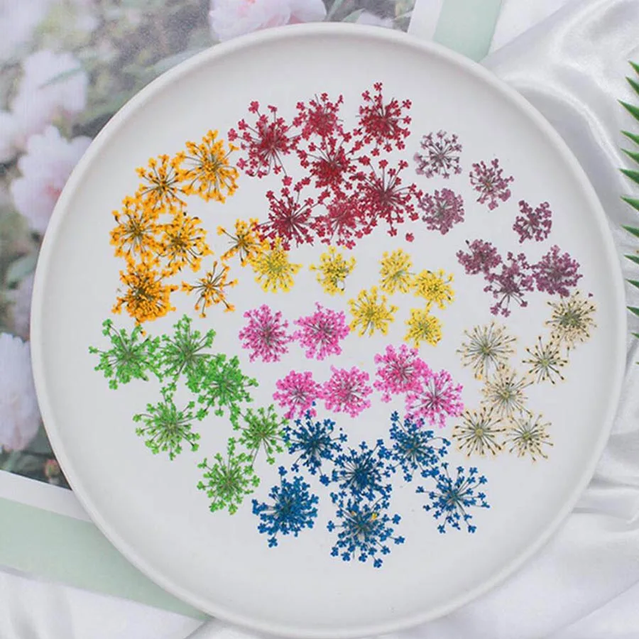 60 pièces pressées séchées 20- - Dried Flower Bookmark avis et prix