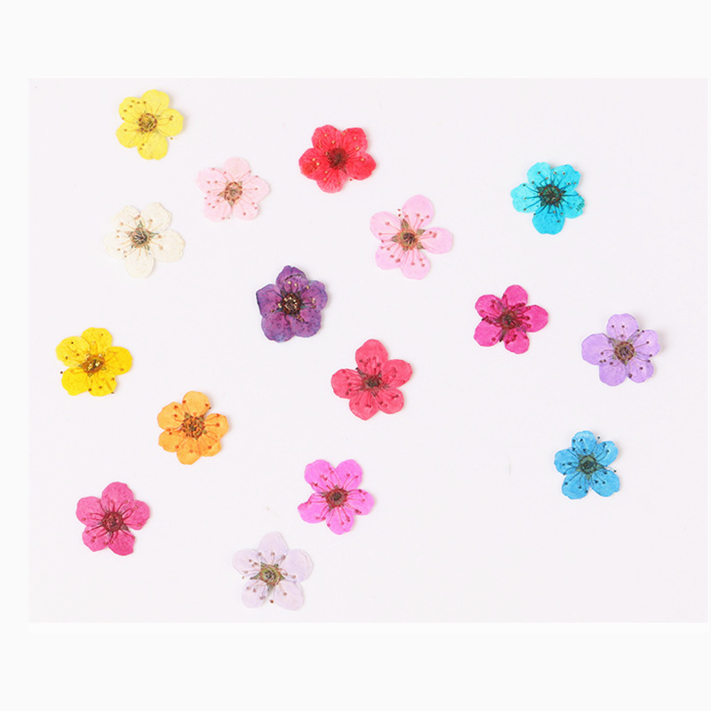 60 pièces Mini pressé séché Na - Dried Flower Bookmark avis et prix