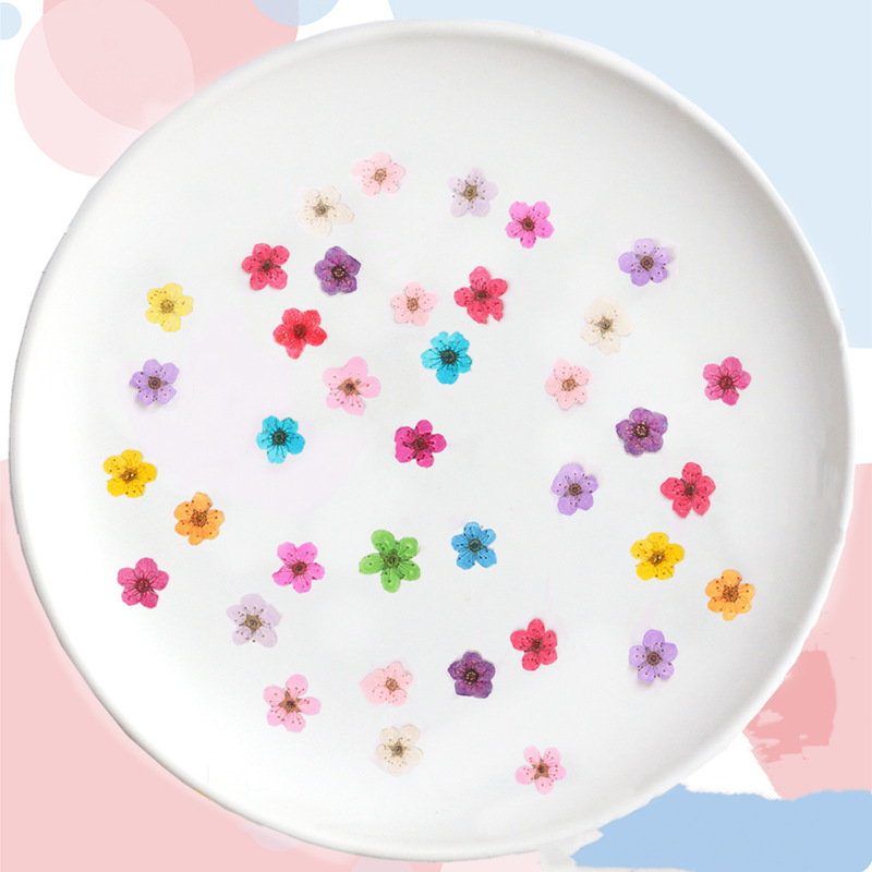 60 pièces Mini pressé séché Na - Dried Flower Bookmark avis et prix