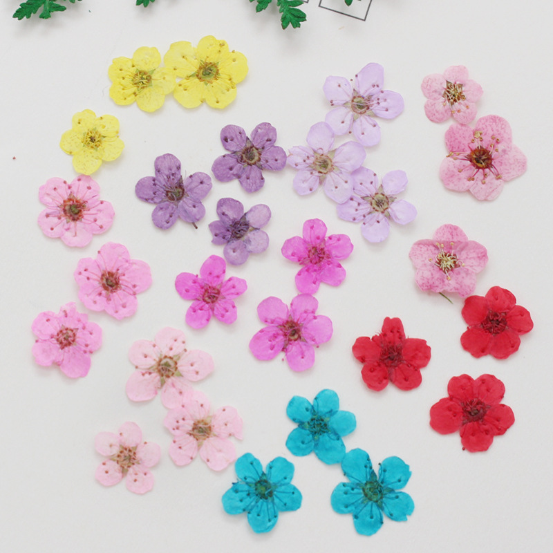60 pièces Mini pressé séché Na - Dried Flower Bookmark avis et prix