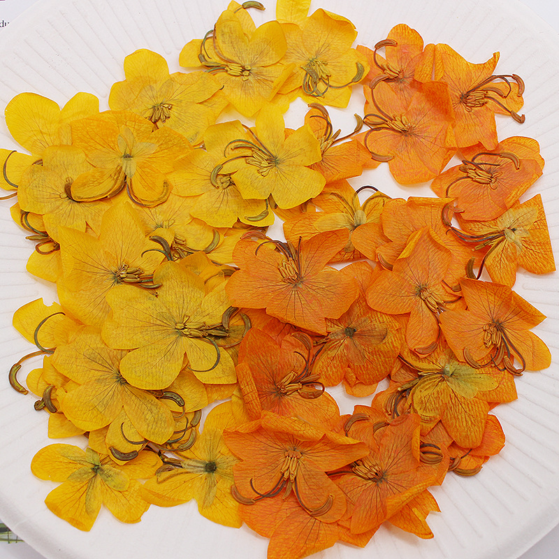 60 pièces de fleurs de Cassia  - Dried Flower Bookmark avis et prix