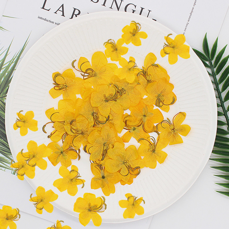 60 pièces de fleurs de Cassia  - Dried Flower Bookmark avis et prix